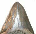 Megalodon Tooth From South Carolina - Incredibly Rare! #76664-6